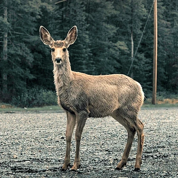Deer Overpopulation in Connecticut Increases Tick-Borne Disease Risk
