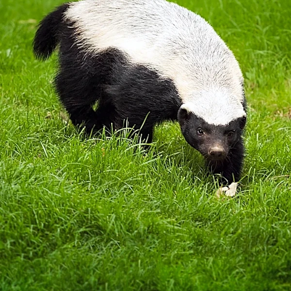 Golf Course Owner Implements Measures to Protect Greens from Badgers During Drought