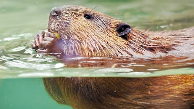 Rabid Beaver Attacks Prompt Closure of Cunningham Falls State Park
