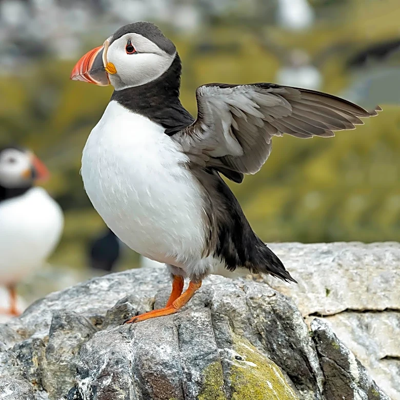 Maine Puffin Population Reaches Record High Amid Conservation Efforts