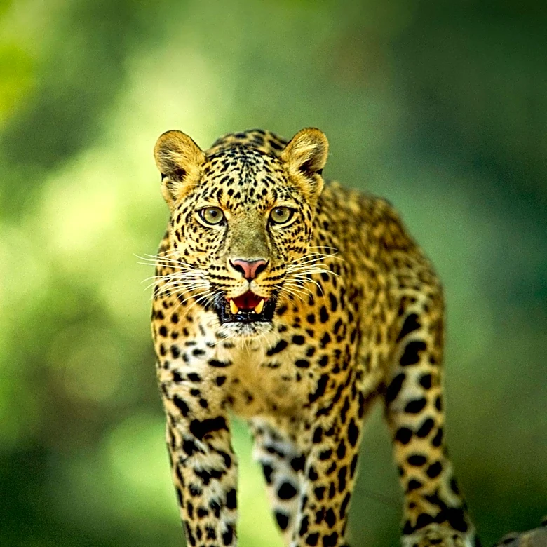 Wildlife Authorities Struggle with Rising Leopard Killings in Pakistan Due to Habitat Loss