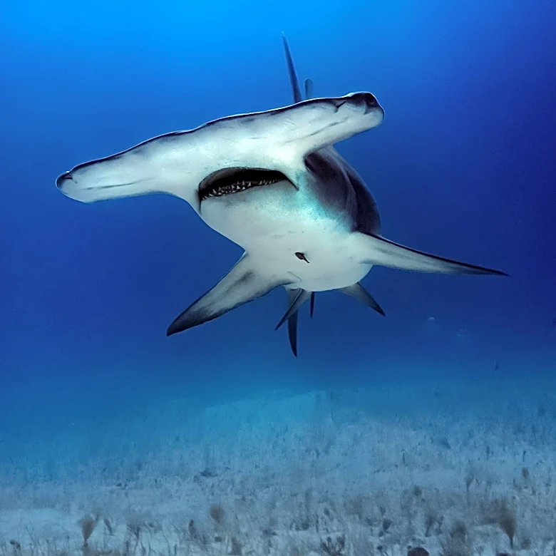 Florida's Sixth Great Hammerhead Shark Death in 2026 Raises Conservation Concerns