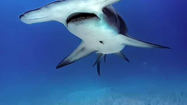 Florida's Sixth Great Hammerhead Shark Death in 2026 Raises Conservation Concerns