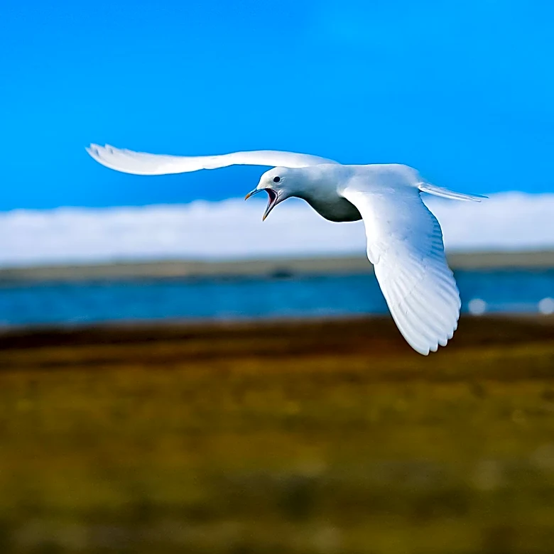 UMass Amherst Initiative Aims to Reduce Bird Strikes on Campus