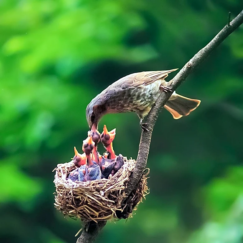 Osprey Chicks Hatch at RSPB's Campfield Marsh, Marking Conservation Success
