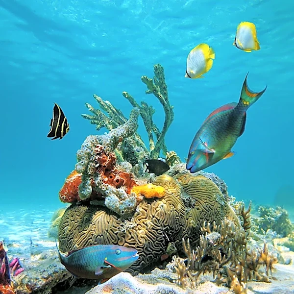 Scientists Mobilize to Protect Florida's Coral Reefs Amidst Severe Heatwave