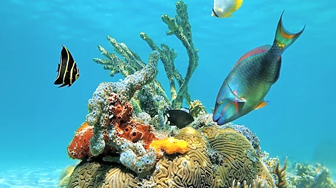 Scientists Mobilize to Protect Florida's Coral Reefs Amidst Severe Heatwave