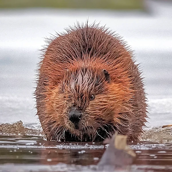 Rabid Beaver Attacks Prompt Closures at Cunningham Falls State Park