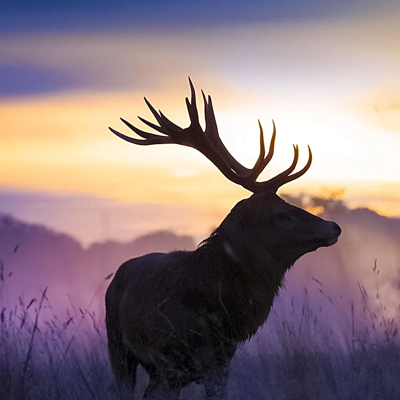 Oregon Approves Solar Project with Wildlife Corridor to Protect Deer and Elk