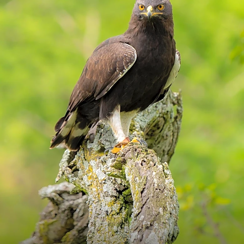 Crested Serpent Eagles and Honey Badgers: Predators of the King Cobra