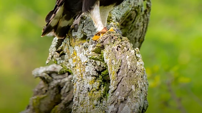 Crested Serpent Eagles and Honey Badgers: Predators of the King Cobra