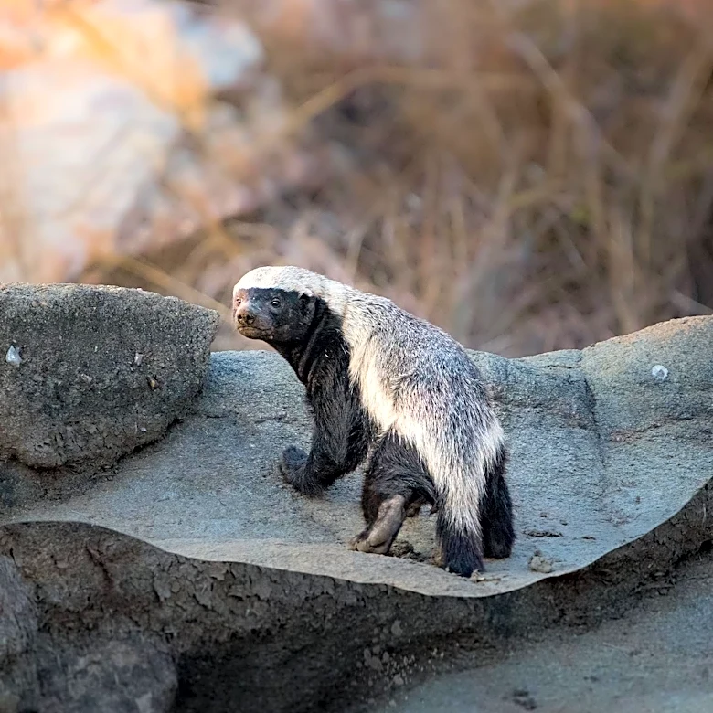 Honey Badgers: The Fearless Predators of Africa