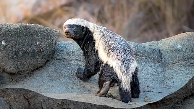 Honey Badgers: The Fearless Predators of Africa