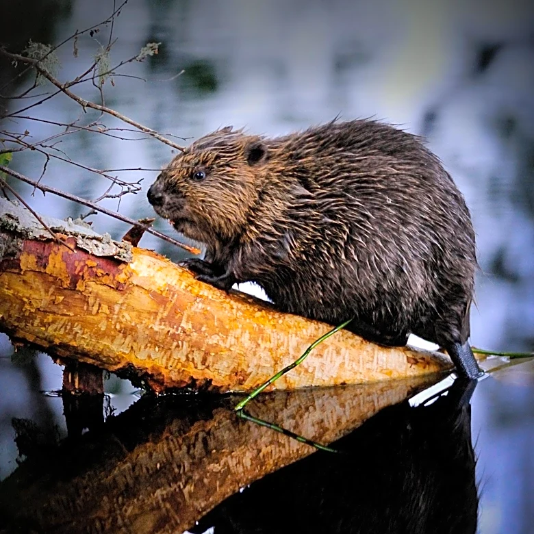 Rabid Beaver Attacks Prompt Partial Closure of Maryland Park