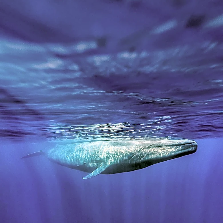Krill Fishery Expansion Threatens Antarctic Ecosystem and Blue Whales