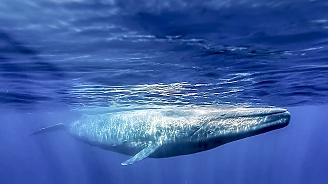 Krill Fishery Expansion Threatens Antarctic Ecosystem and Blue Whales