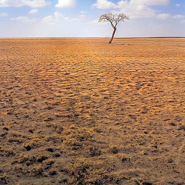 Climate Change's Impact on Social Connections: Heat Waves and Extreme Weather Increase Loneliness