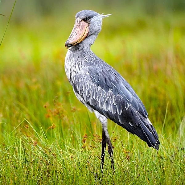 Uganda's Shoebill Bird: A Prehistoric Attraction Driving Ecotourism