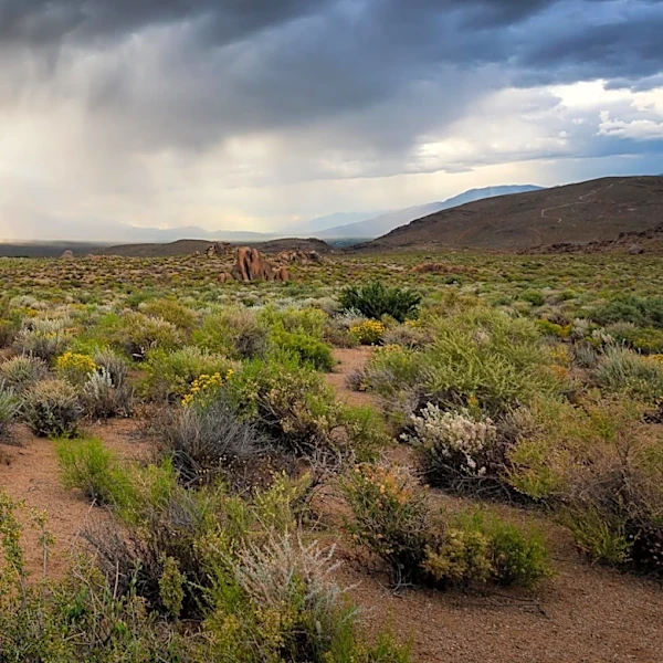 Monsoon Storms Cause Damage in Glendale, Arizona