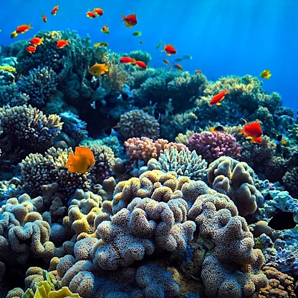 Coral Reefs: A Source of Medical and Biotechnological Potential at Risk