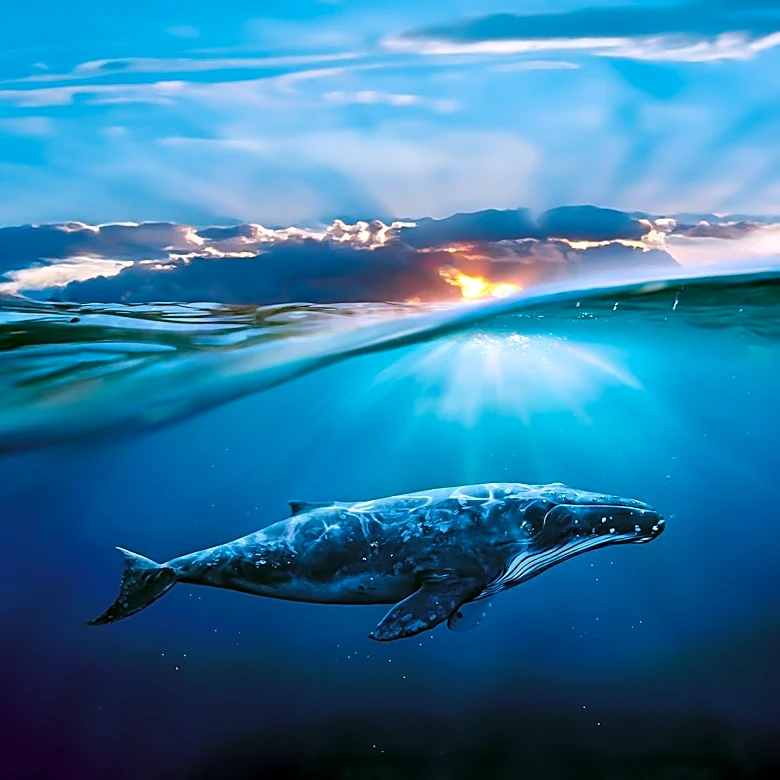 El Niño's Impact on Marine Life in the Pacific Observed by NASA