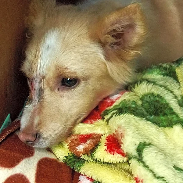 Viral Dog Abandoned at Lorain Skate World Finds New Home