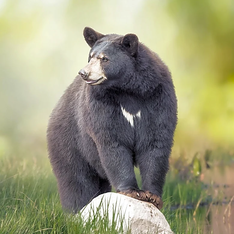 Bear Killed in Six-Vehicle Crash on U.S. 36 East of Boulder