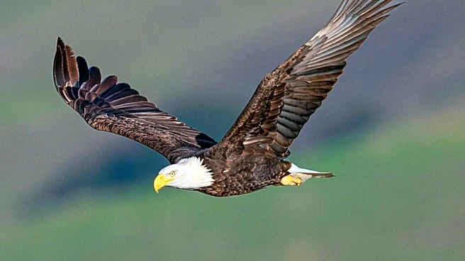 Jackie, Beloved Big Bear Bald Eagle, Dies After Illness