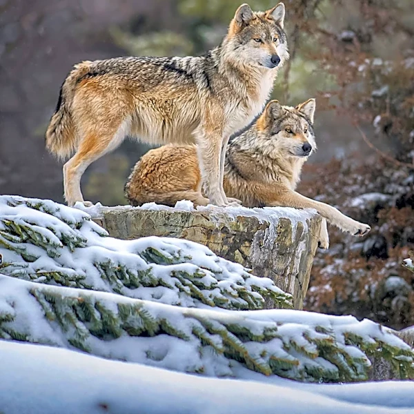 Colorado Hunter Mistakenly Kills Wolf, Raises Concerns Over Coyote Hunting Regulations