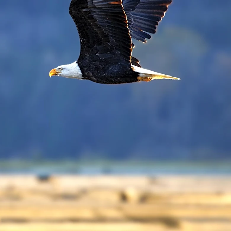 Jackie, Famous Bald Eagle, Dies After Mysterious Illness at Ojai Rehabilitation Center