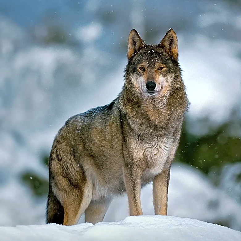 Colorado Hunter Mistakenly Kills Endangered Wolf, Highlights Need for Stronger Protections