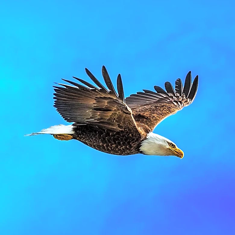 Bald Eagle Jackie Dies After Treatment at Ojai Raptor Center