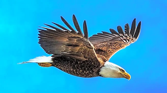 Bald Eagle Jackie Dies After Treatment at Ojai Raptor Center