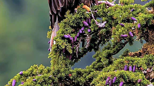 Jackie the Bald Eagle's Death Marks End of a Conservation Era