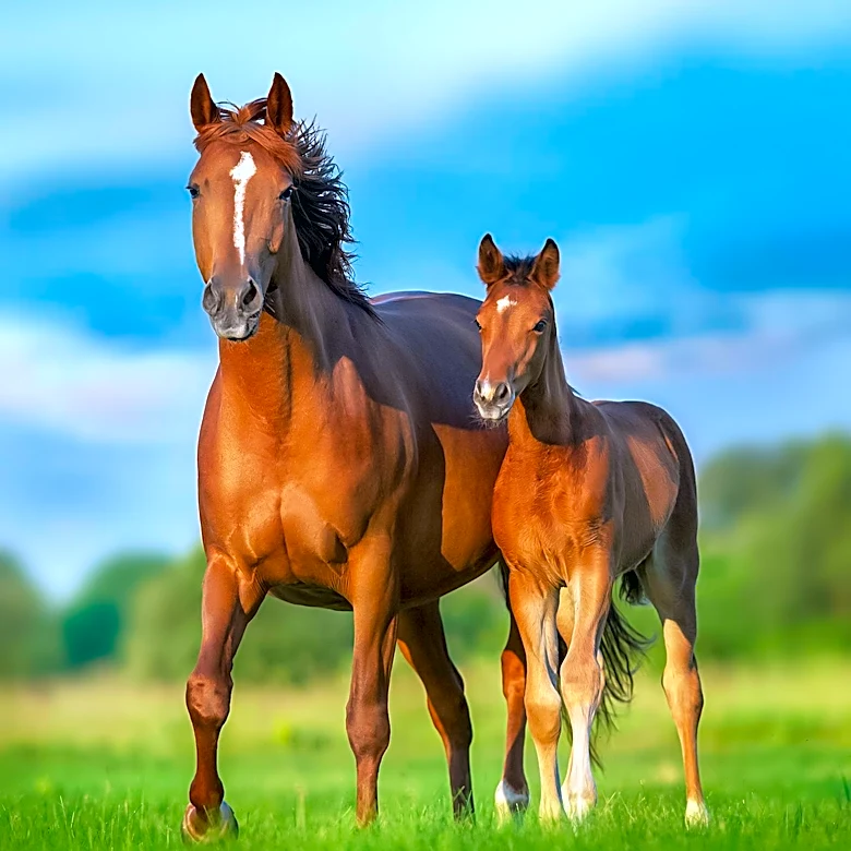 Marie Jones, Influential Thoroughbred Breeder, Passes Away Leaving Lasting Legacy