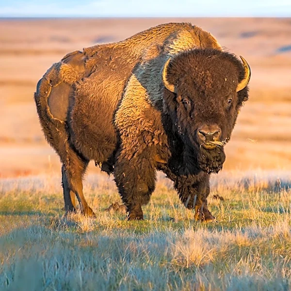 Antelope Island Bison Seek Cooler Areas Amid Intense Summer Heat