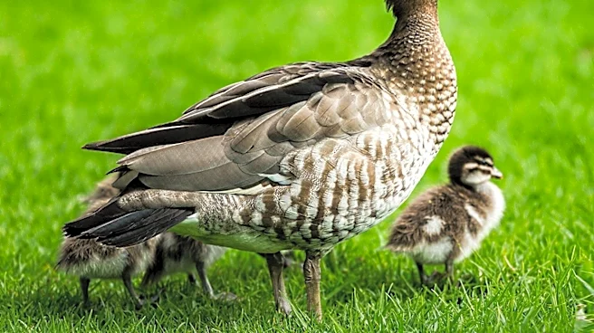 Australia's Backyard Biosecurity Measures Intensify Amid Bird Flu Outbreak