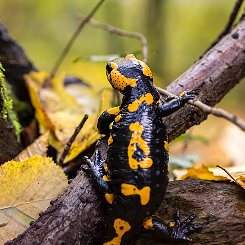 Venomous Timber Rattlesnake Spotted at Percy Warner Park in Tennessee