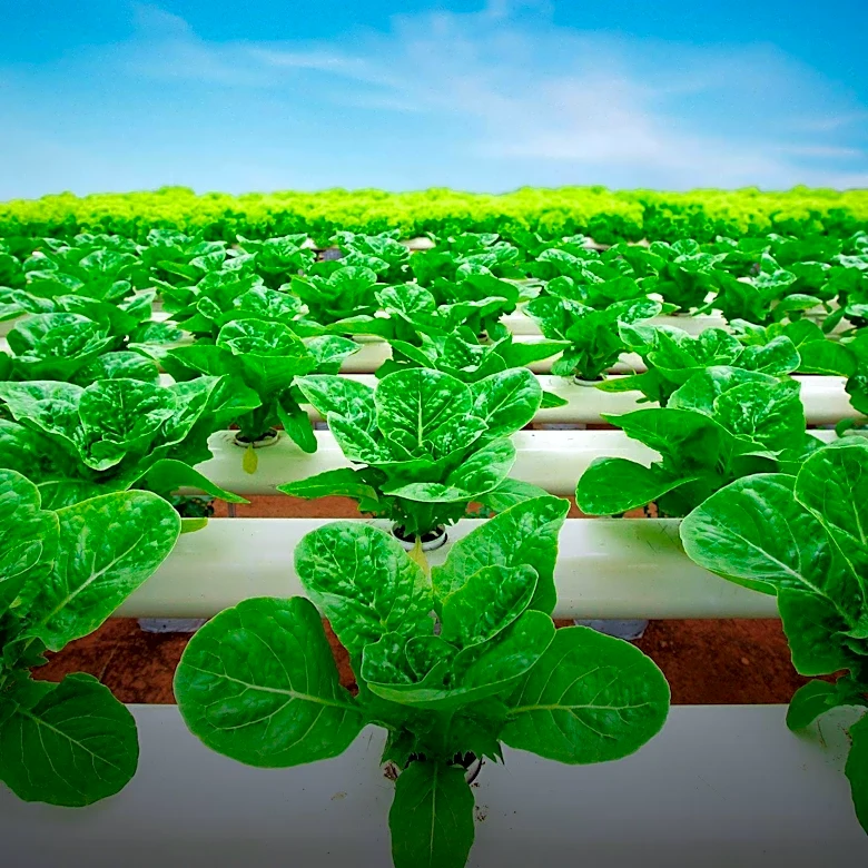 AI Enhances Foodborne Illness Surveillance in Restaurants