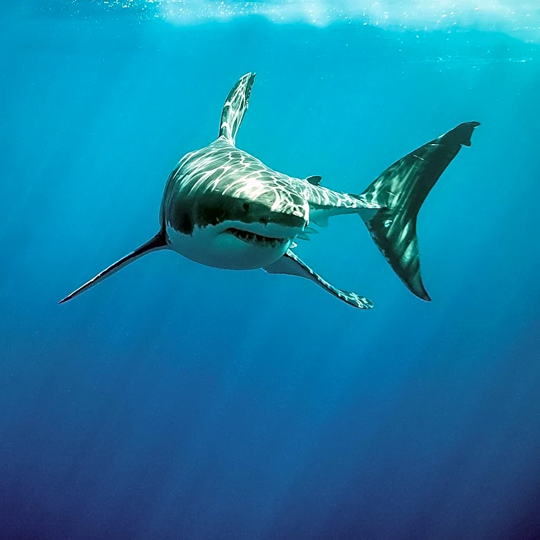 Great White Shark Encounter Closes Scarborough Beach Temporarily