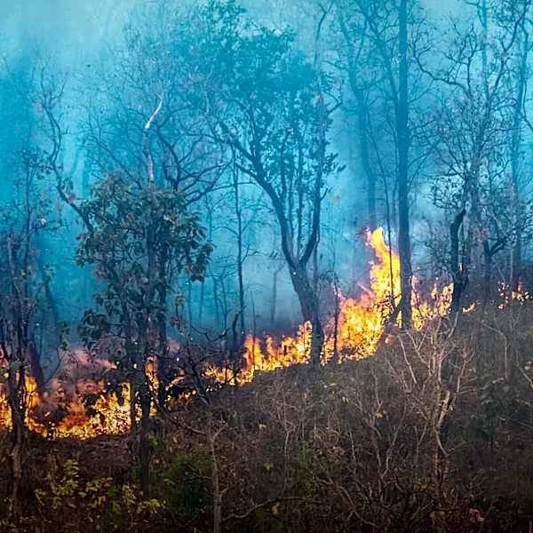 Tornadoes and Wildfires Cause Havoc Across the U.S. Midwest and West