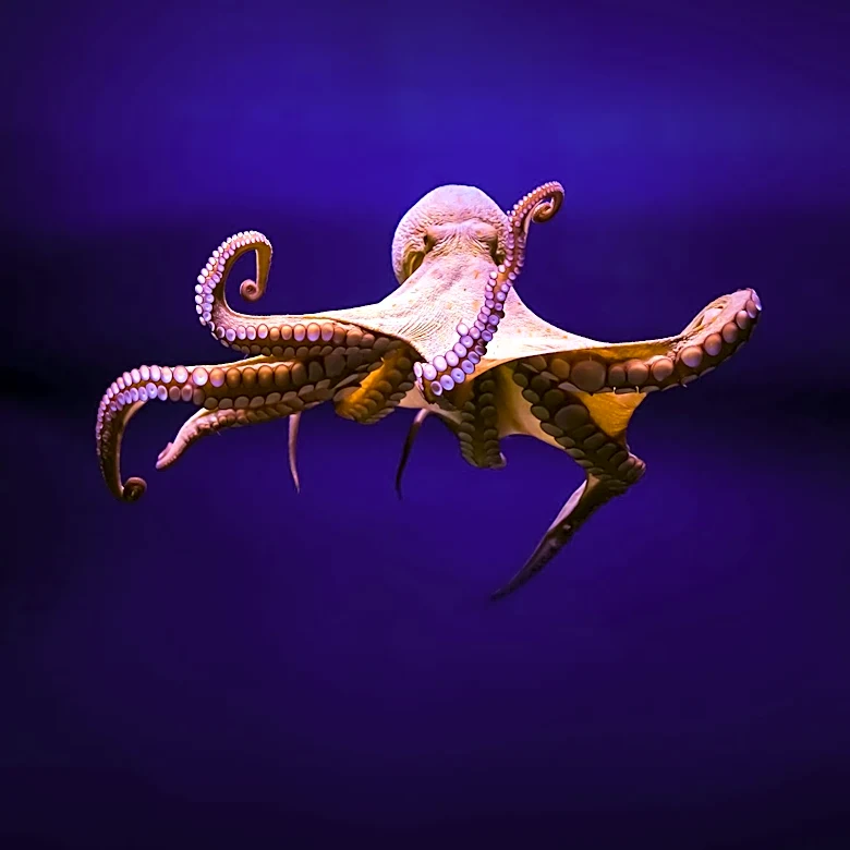 Octopus Arms Exhibit Unique Distributed Intelligence, Study Finds