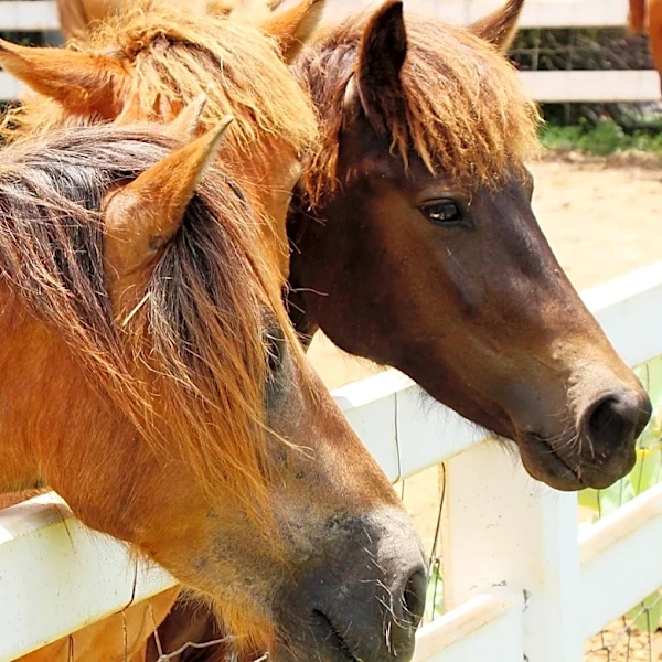 Craven County Officials Warn Against Animal Abandonment Due to Safety Concerns