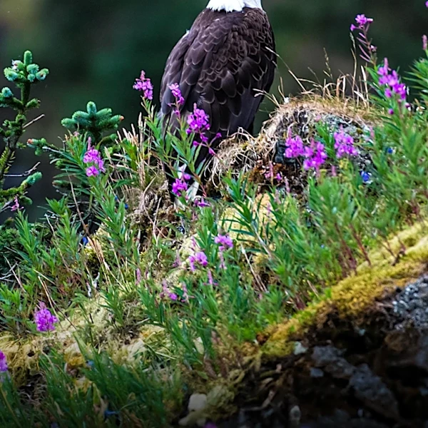 Big Bear's Beloved Bald Eagle Jackie Passes Away Amid Health Struggles