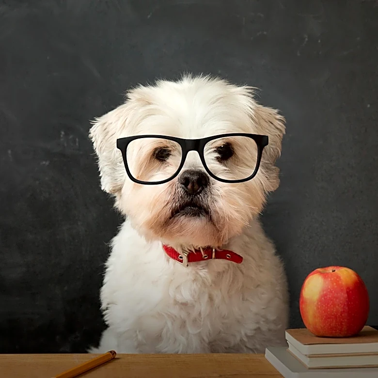 Illinois Law Mandates Service Animal Training for Teachers to Protect Students