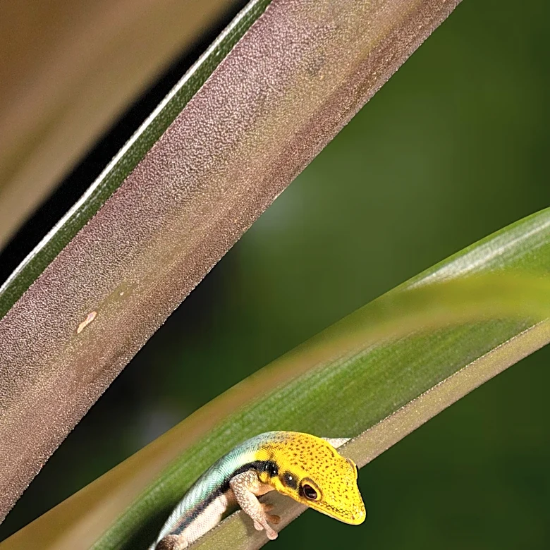 Lemon Frost Geckos Offer New Insights for Cancer Research