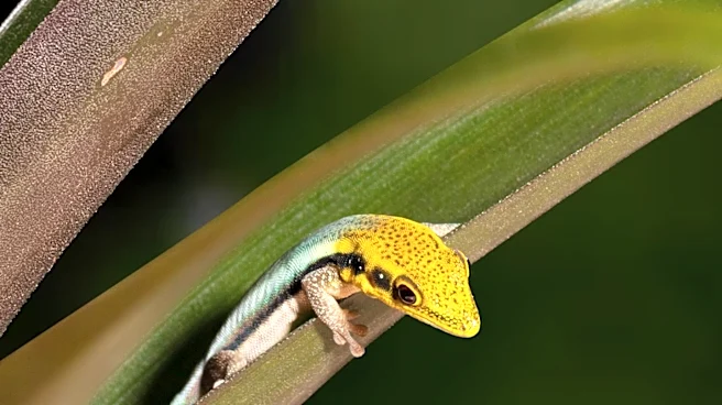 Lemon Frost Geckos Offer New Insights for Cancer Research