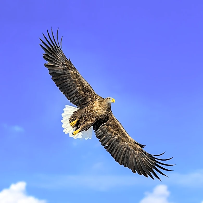 Beloved Bald Eagle Jackie Dies After Mysterious Illness