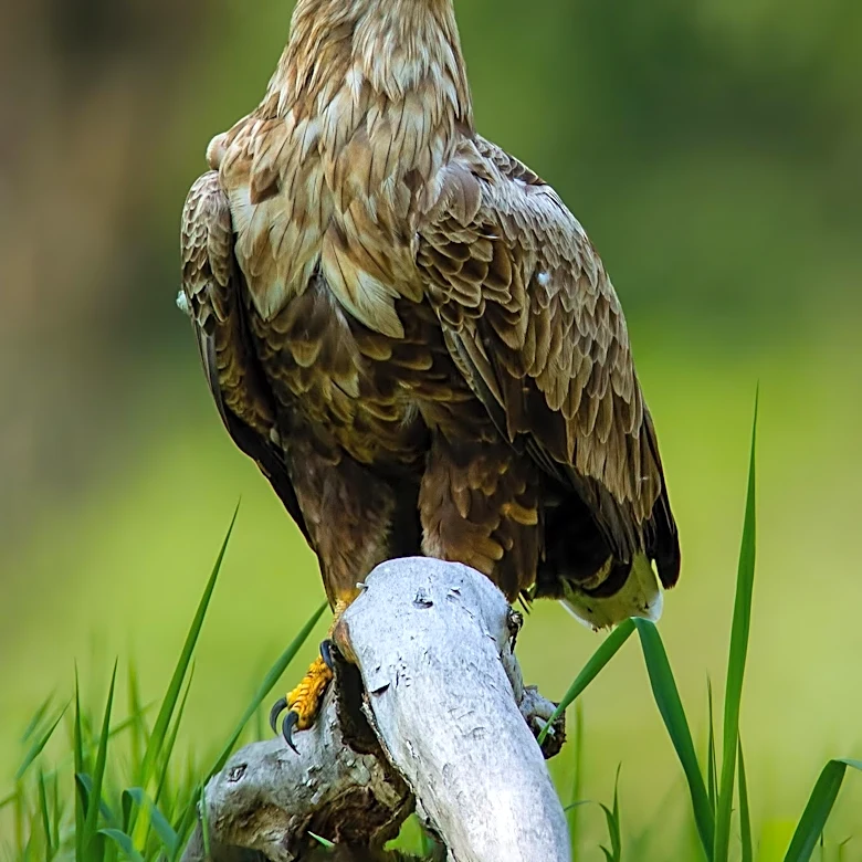 Bald Eagle Jackie, Known from California Nest Cam, Dies After Treatment