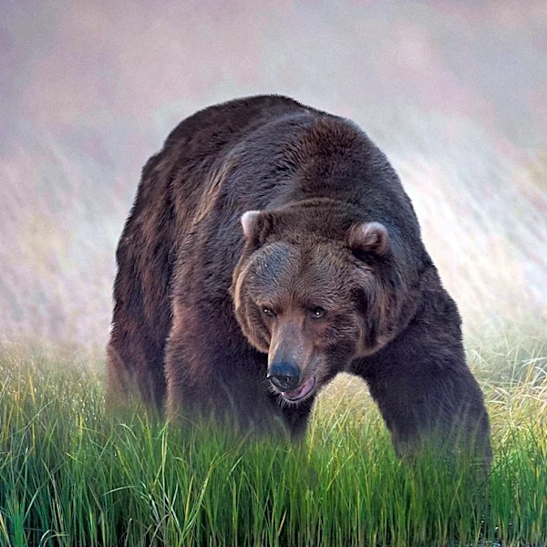 Hiker Survives Grizzly Bear Attack in Pemberton Backcountry